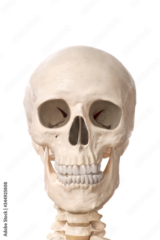 Obraz premium Close-Up of a human skeleton isolated on white background. 