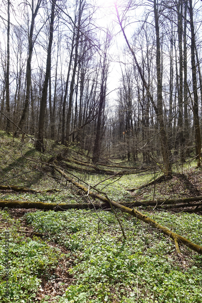 Spring forest on a sunny day. A floodplain of a dry river overgrown with green grass. Spring forest on a sunny day. A floodplain of a dry river overgrown with green grass.