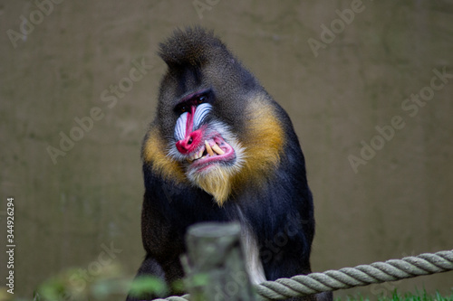 Tapety artystyczne angry monkey