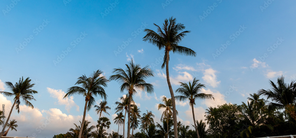 Coconut palm trees against sky