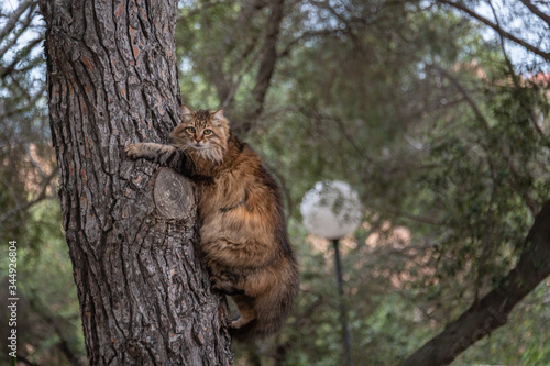Narrow Escape!  A fluffed-uo Cat on the trunk of a tree