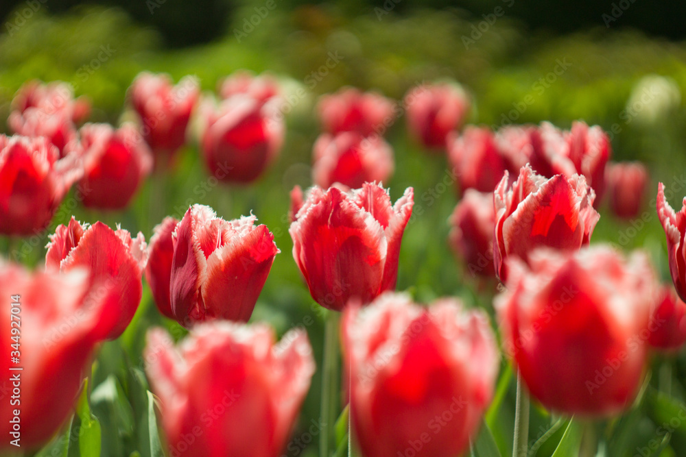 Fototapeta premium Red tulips growing in a field under the spring sun