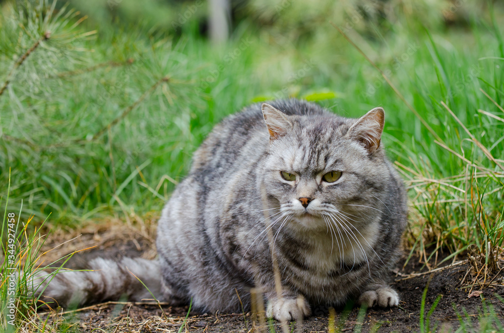 grey cat is sitting and lying on a green grass