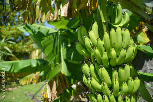 banana tree on the Martinique Tropical land 
