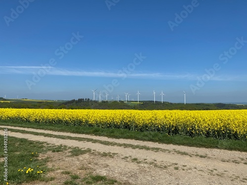 Weite Sicht über Rapsfelder (Windrad) über die Eifel bis in den Hunsrück bei Cochem - Feldweg - Raps - Öl - Baum - Natur - Landwirtschaft