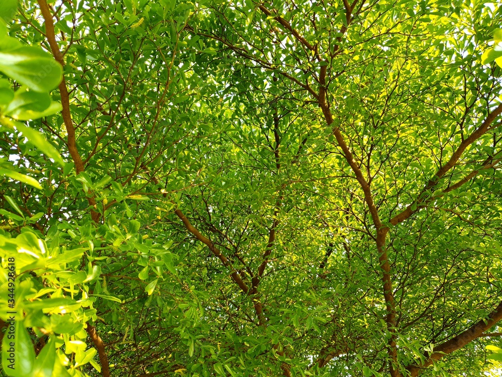 Fototapeta premium Tree shade is important to provide the best growing environment for some crops, especially those originating from the forest understory.