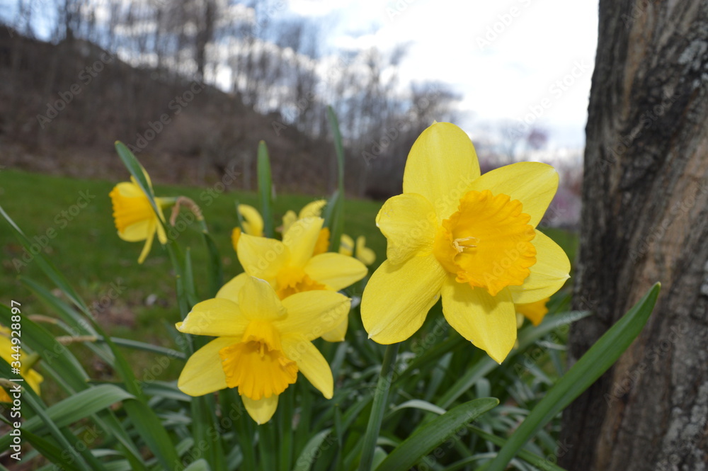 Obraz premium yellow daffodils in the spring