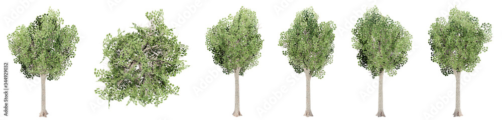 Set or collection of green trees isolated on white background. Concept or conceptual 3d illustration for nature, ecology and conservation, strength and endurance, force and life