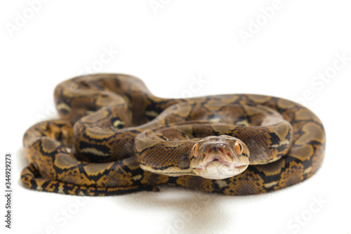 Reticulated Python (Python reticulatus) isolated on white background.
 photo