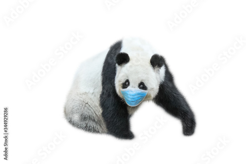 Fototapeta Naklejka Na Ścianę i Meble -  Giant Panda bear with surgical face mask on white background. Concept of flu of pet and coronavirus infections in veterinary. COVID-19 infections in animals. Symbol of Chinese tradition and culture.
