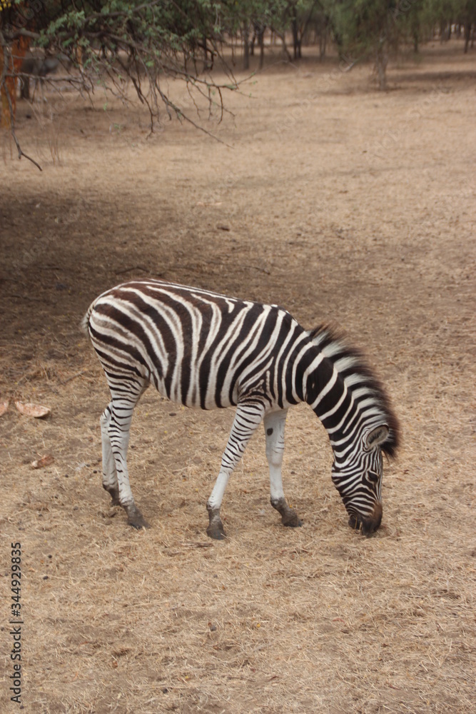 Zebra in a wild animal refuge in Senegal. Zebra in a wild animal refuge in Senegal.