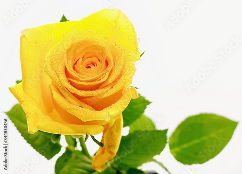 Water droplets on petals of yellow rose and green leaves isolated