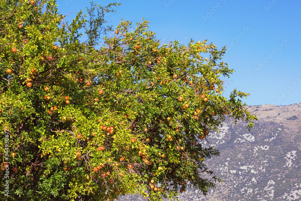 Autumn. Pomegranate tree (Punica granatum) with leaves and ripe fruits on a sunny day Autumn. Pomegranate tree (Punica granatum) with leaves and ripe fruits on a sunny day