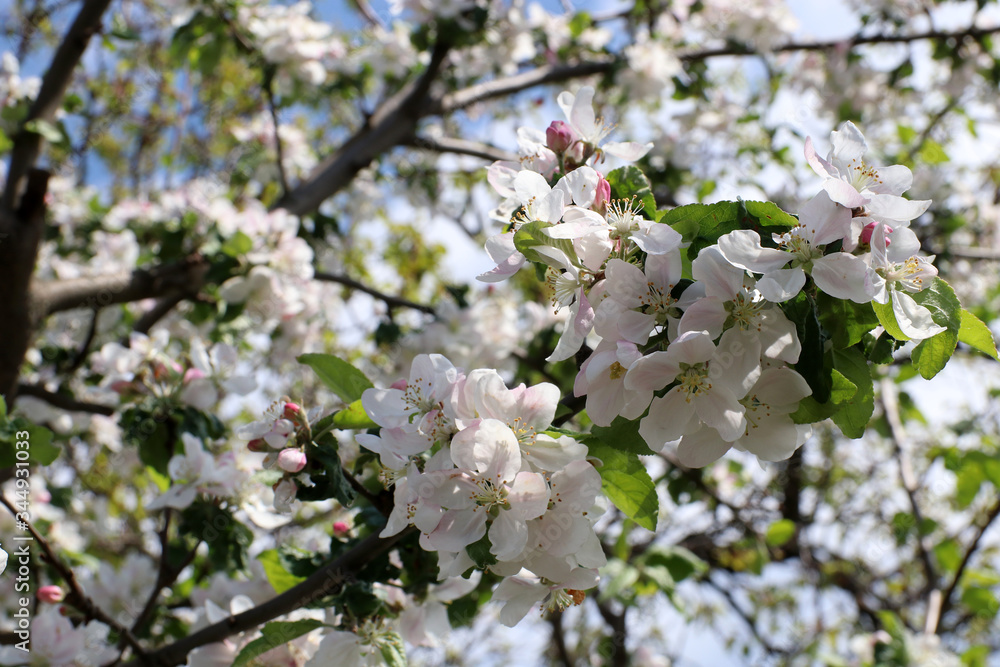 Blooming apple tree. Spring flowering of apple trees. Blooming apple tree. Spring flowering of apple trees.