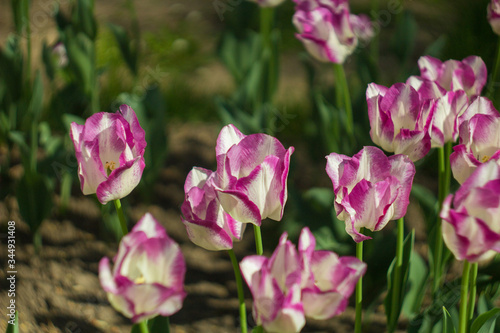 Closeup of pink tulips flowers with green leaves in the park outdoor. Beautiful spring blossom under sunlight in the garden and nature background at spring or summer season.