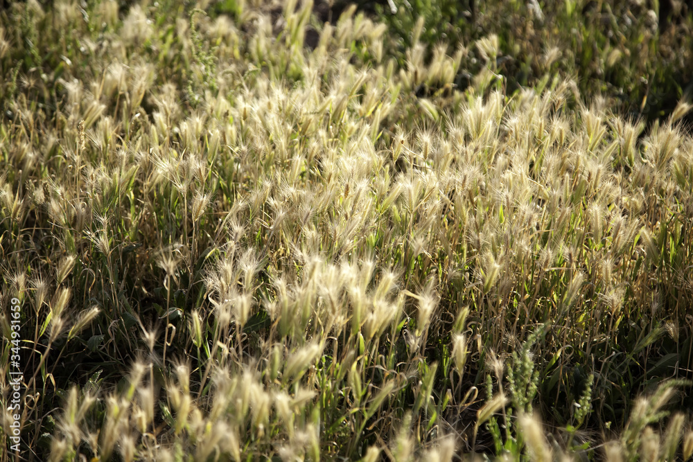 Ears of wheat in the field Ears of wheat in the field