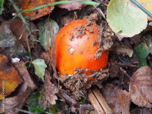 hongo color naranja emergiendo de la tierra, mellid, la coruña, españa, europa