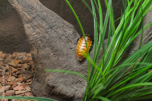 Giant cockroach photo