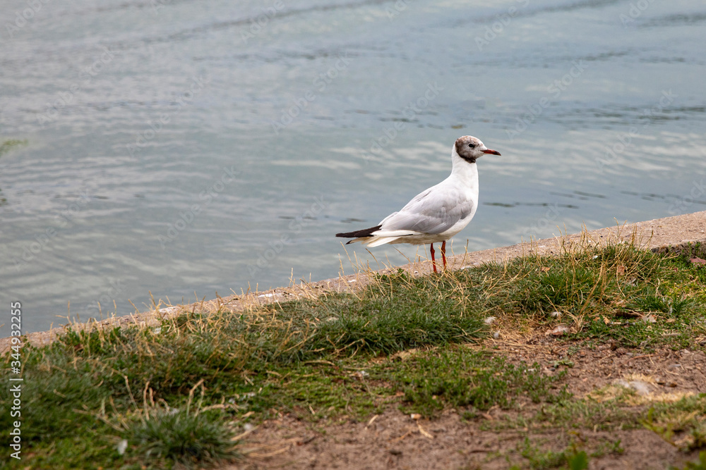 Hooded gull at the water's edge, Viborg Denmark