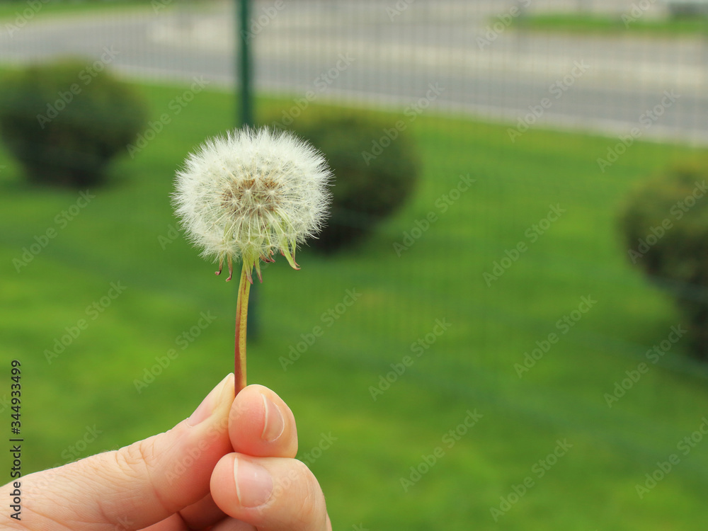 Fototapeta premium dandelion in hand close-up blurred background