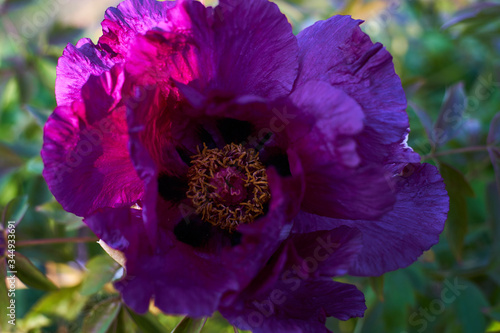Fototapeta Naklejka Na Ścianę i Meble -  Peony purple flower, closeup, isolated outdoors. Spring blooming nature