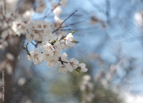 flowering branches of apple trees