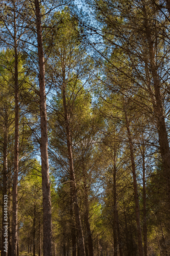 Fototapeta premium Arboles