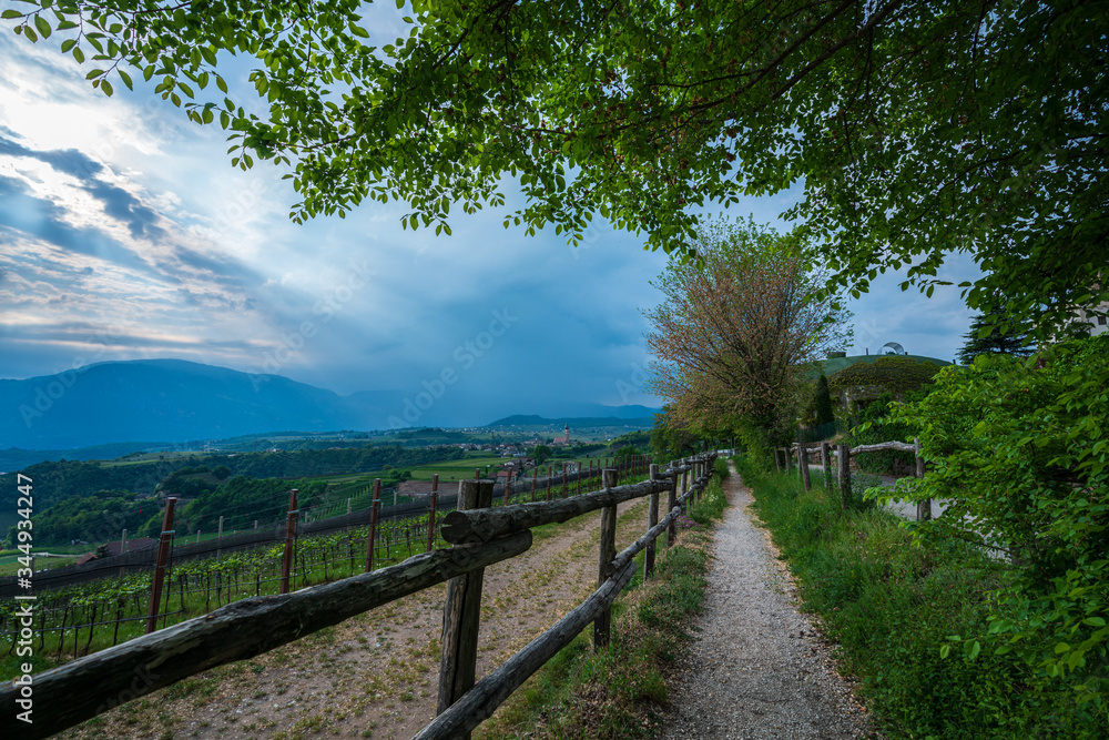 Vineyards in Appiano in Italian South Tyrol.