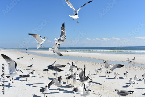 seagulls4