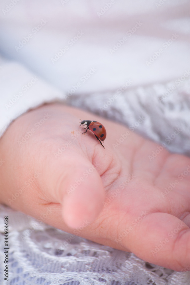 tiny spider on a hand