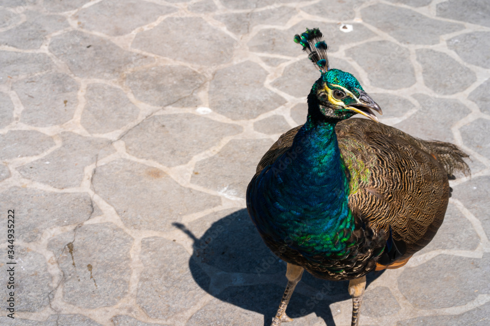 Beautiful manicured peacock in the park a Beautiful manicured peacock in the park a