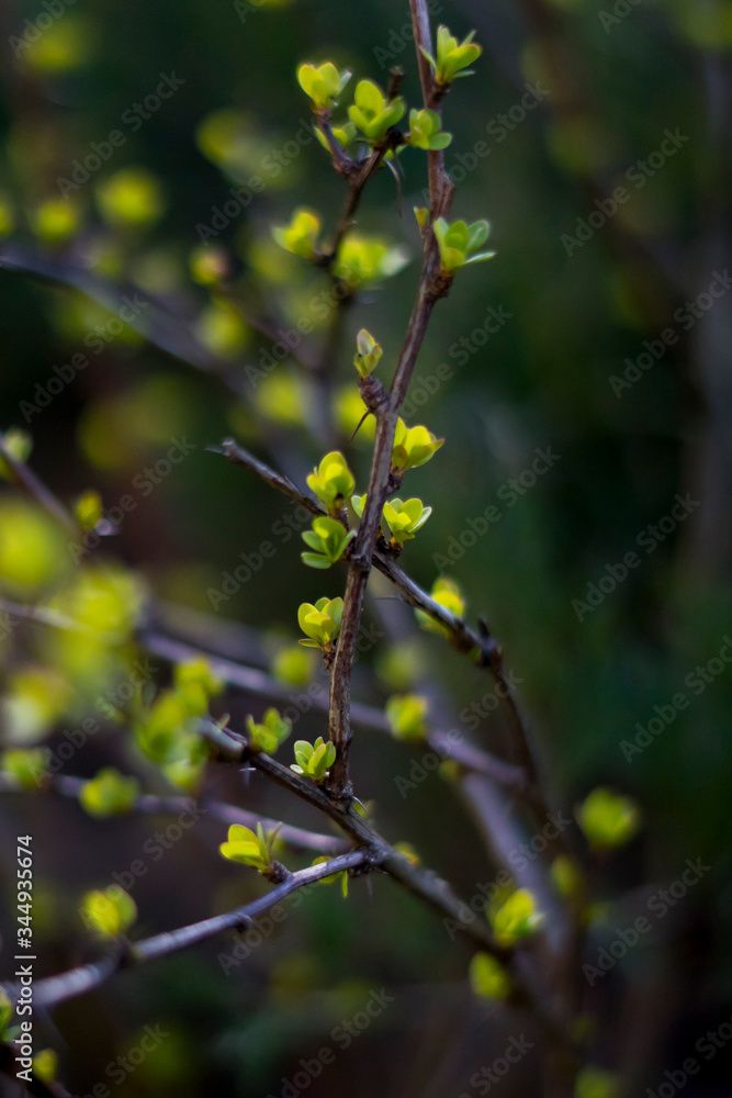 Fototapeta premium spring tree branch with green leaves 