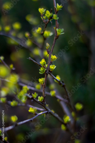 spring tree branch with green leaves 