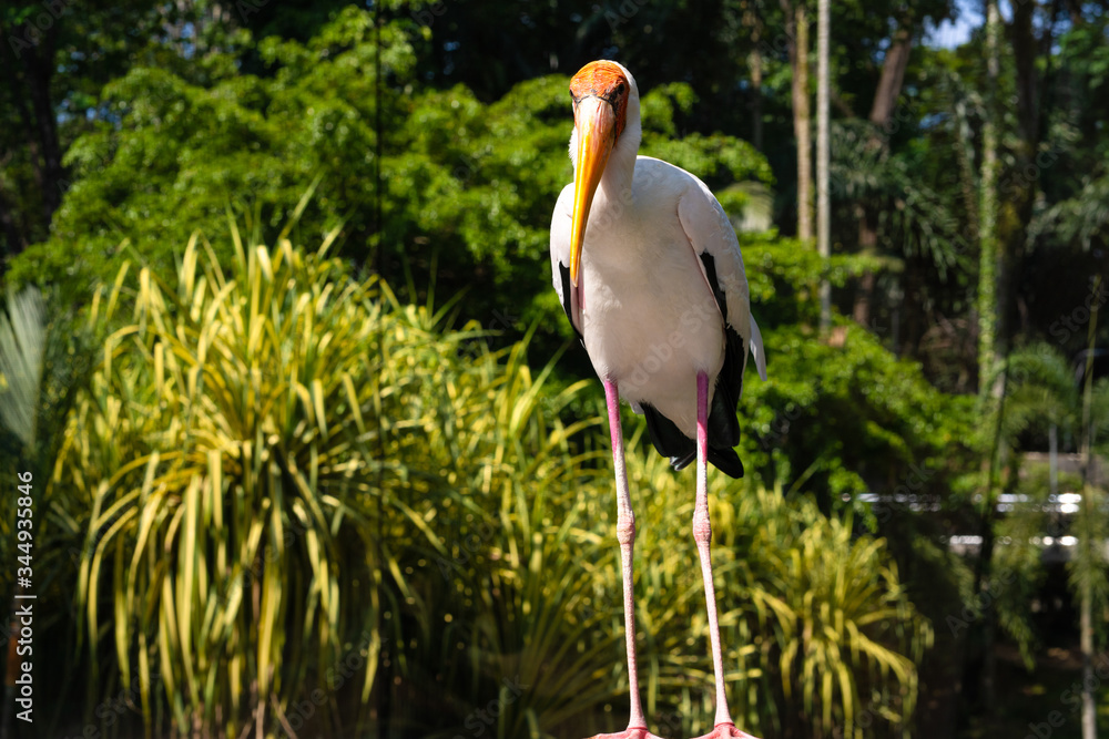 Fototapeta premium Portrait of milk stork on a fence