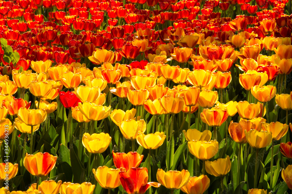 Vibrant Red and Yellow Tulips
