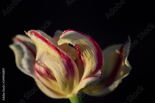 Close-up of a faded white and red tulip, against dark background