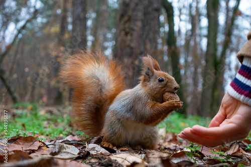 Squirrel in the forest on a stump eats a nut