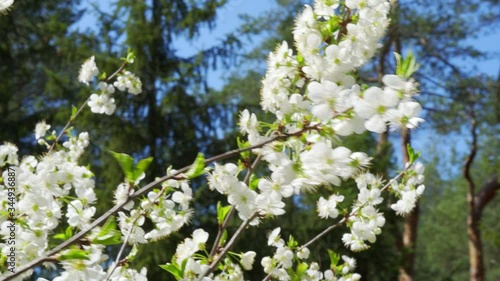 white cherry blossoms on branches moved by the wind in the spring forest