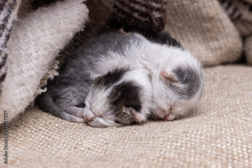 Two small newborn kittens sleep under a blanket