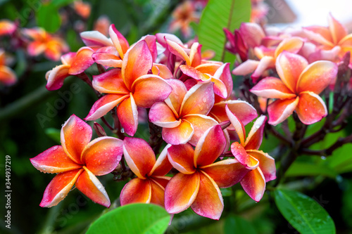 Plumeria flower pink yellow and white frangipani tropical flower, plumeria flower blooming on tree, spa flower