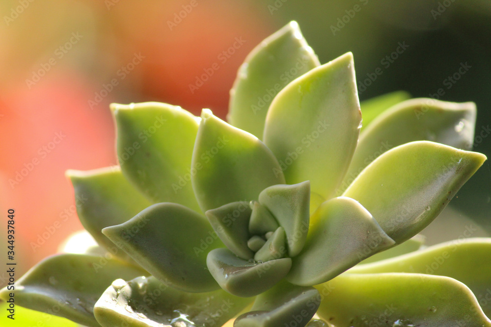close up of succulent plant
