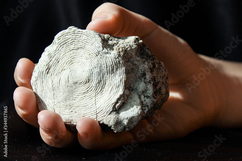 Fossilized mollusk remains - nummulites  in the palm of your hand photo
