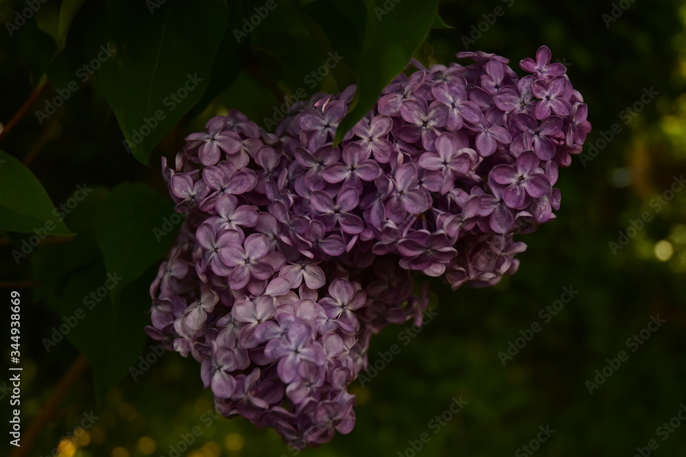 lilas violet dans un jardin en belgique lilas violet dans un jardin en belgique