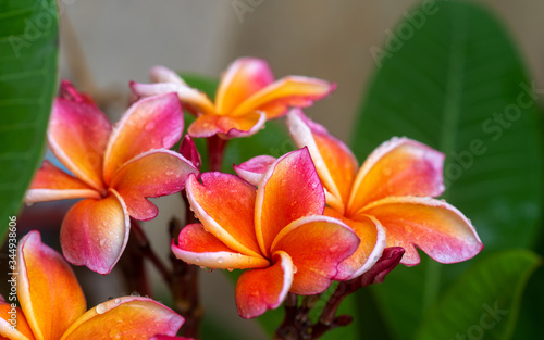 Plumeria flower. pink yellow and white frangipani tropical flower.