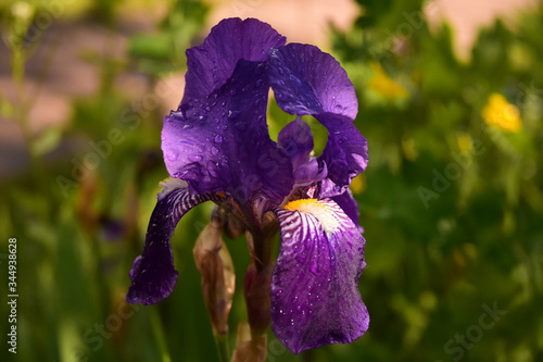 iris violet après la pluie dans un jardin