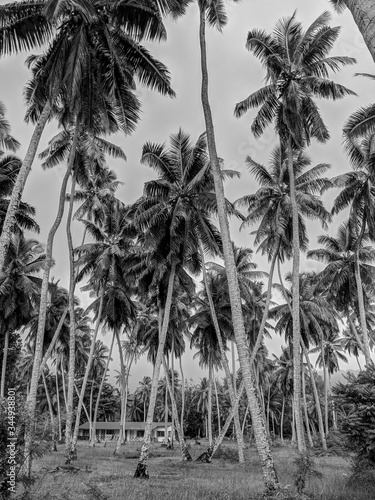 Black and White Photography of a Palm trees forest and an isolated house on a plantation of coconut trees, La Digue, Seychelles