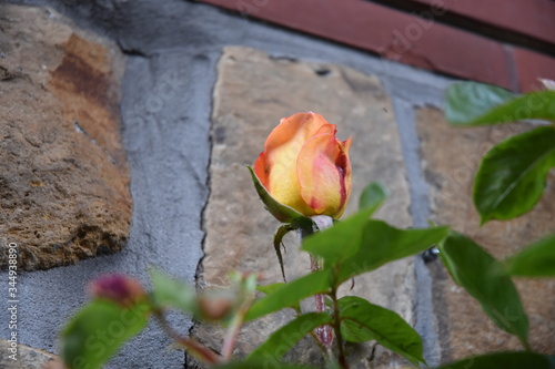 rose jaune dans un jardin en ville 