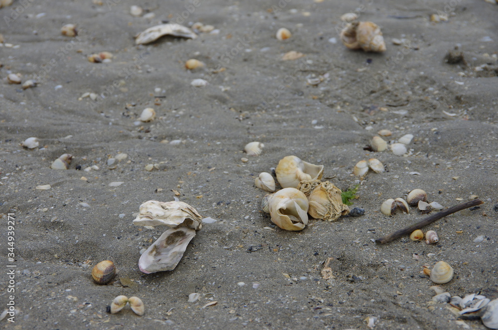 shell shell