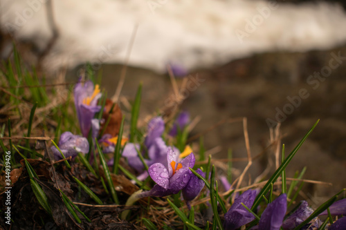 Crocuses blooming on the rocks of the rushing wild torrents of the upper fall of Boyana waterfall in Vitosha mountain. 