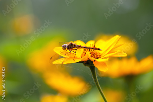 .Dragonfly. Macro. A large dragonfly sits on a yellow flower. Summer and spring backgrounds © borislav15